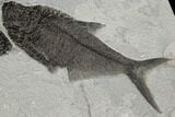 Green River Fossil Fish Mural With Two Huge Diplomystus #189306-1